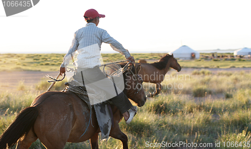 Image of Wild Mustang roundup