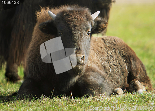 Image of buffalos