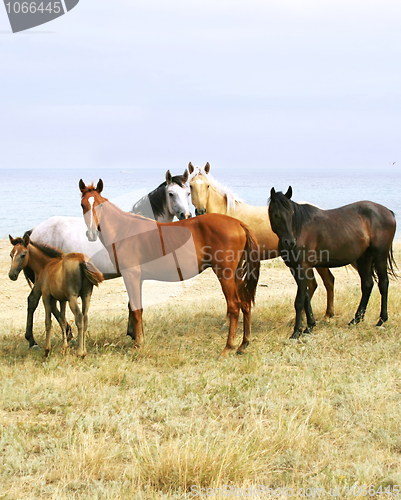Image of  Horses on the Beach