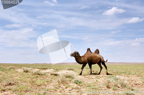 Image of  Camel in the Gobi desert