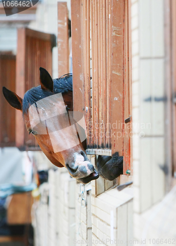 Image of Horses behind bars