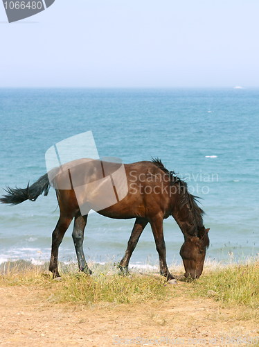 Image of Horse on the beach