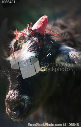 Image of Young Goat