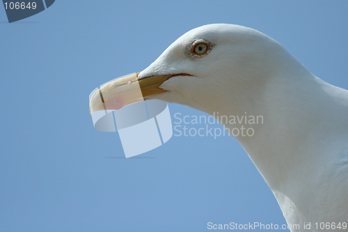 Image of gull