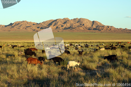 Image of herd of goats in Mongolian prairie