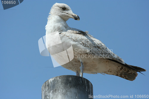 Image of gull