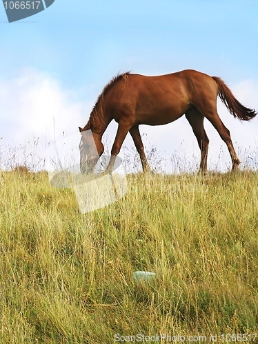 Image of Grazing Horses