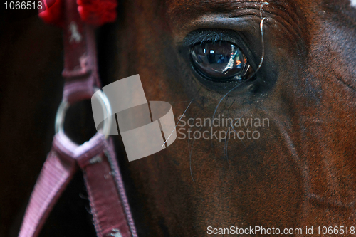 Image of close-up horse
