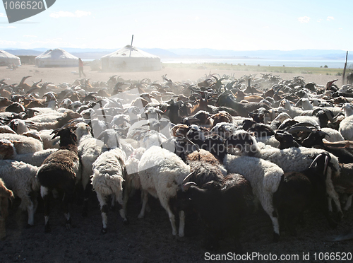 Image of Herd of goats