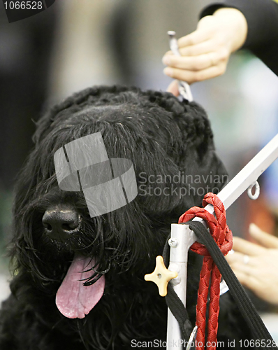 Image of Dog at  a barbershop
