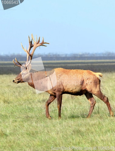 Image of Deer 