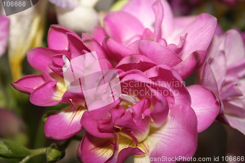 Image of freesias