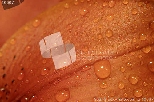 Image of Water on Lily