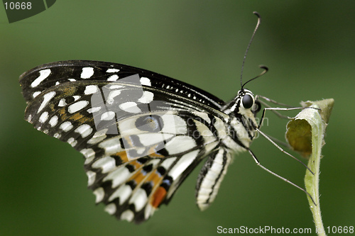 Image of Butterfly