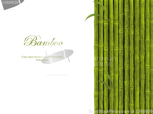 Image of Bamboo