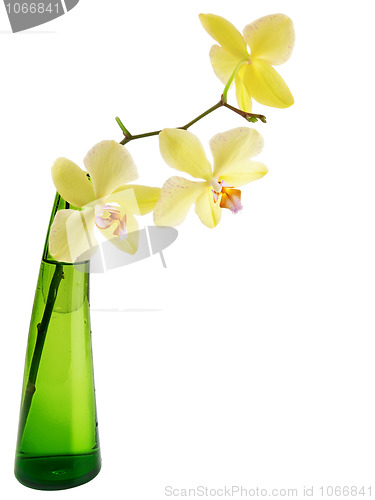 Image of yellow orchid