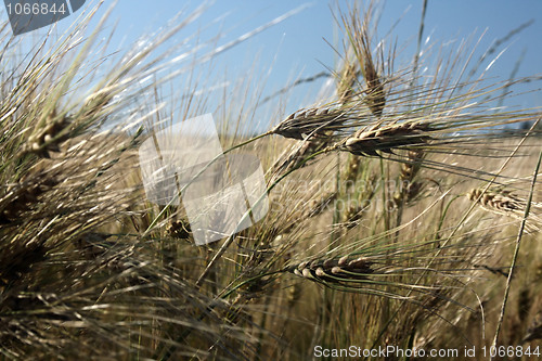 Image of Ripe Grain