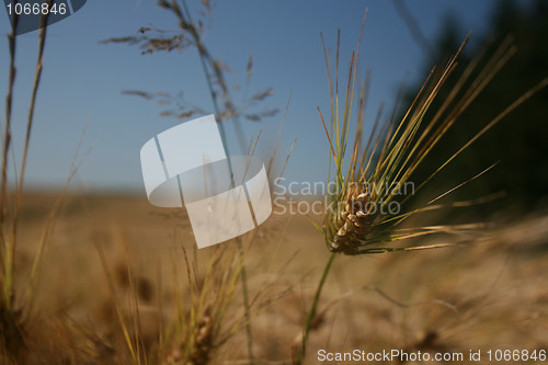 Image of Grain