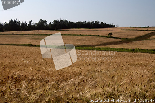 Image of Grain Field