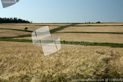 Image of Grain Field