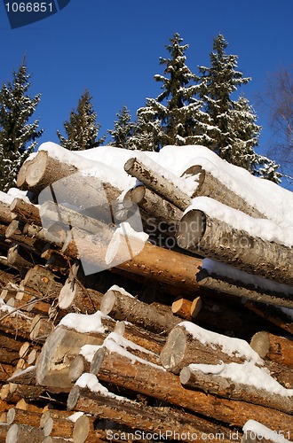 Image of Stack of Logs in Winter Forest