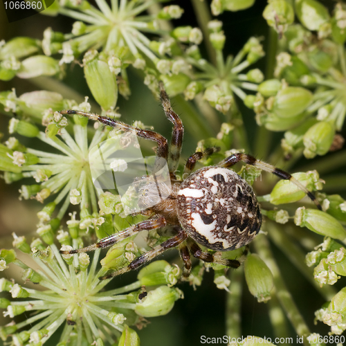 Image of Spider