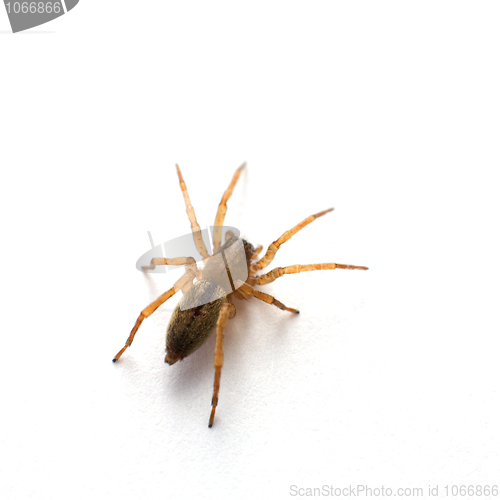 Image of Brown spider