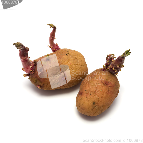 Image of Seed potato