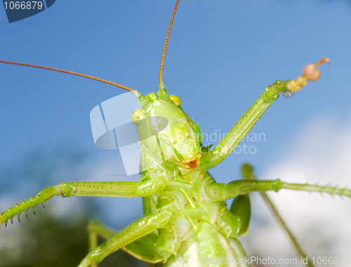 Image of Green funny grasshopper