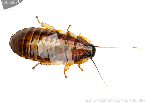 Image of African big cockroach