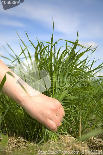 Image of Hand tearing a grass