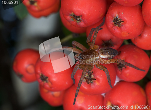 Image of Brown spider