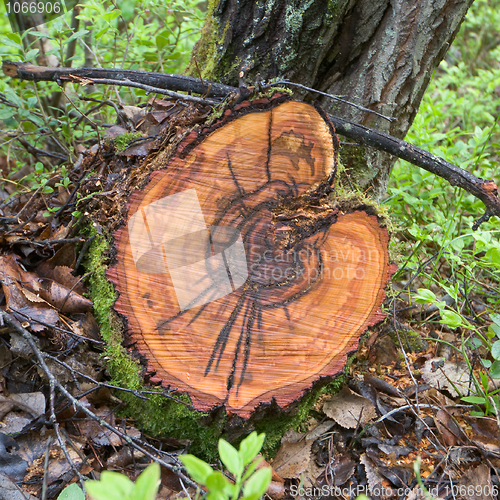 Image of Cut of a trunk of a birch