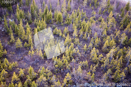 Image of Young fir forest