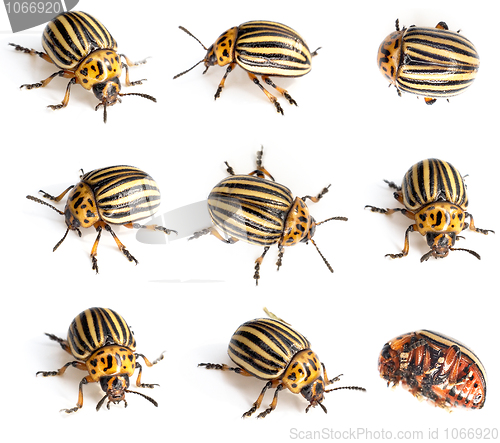 Image of Colorado beetles
