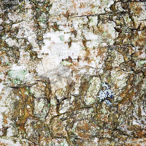 Image of Surface of Bark of a birch