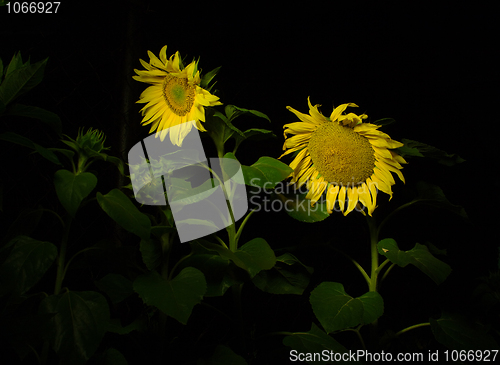 Image of Sunflowers