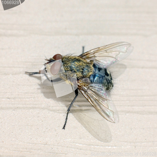 Image of Fly