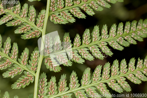 Image of Leaf of a fern