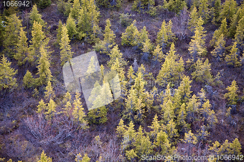 Image of Young fir forest
