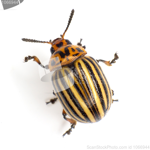 Image of Colorado beetle