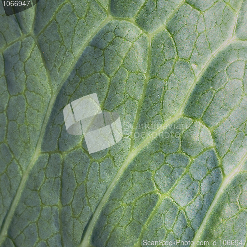 Image of Foliage