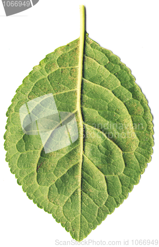 Image of Green leaf