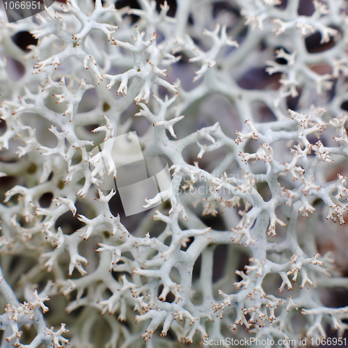 Image of Iceland (reindeer) moss