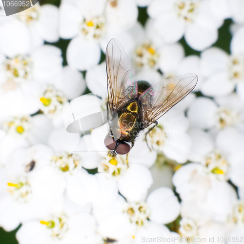 Image of Fly