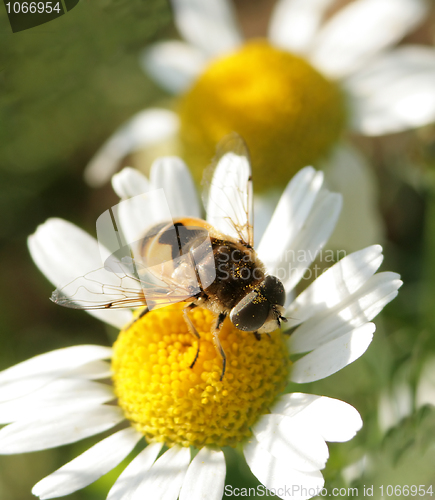 Image of The fly