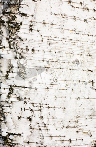 Image of Bark of a birch