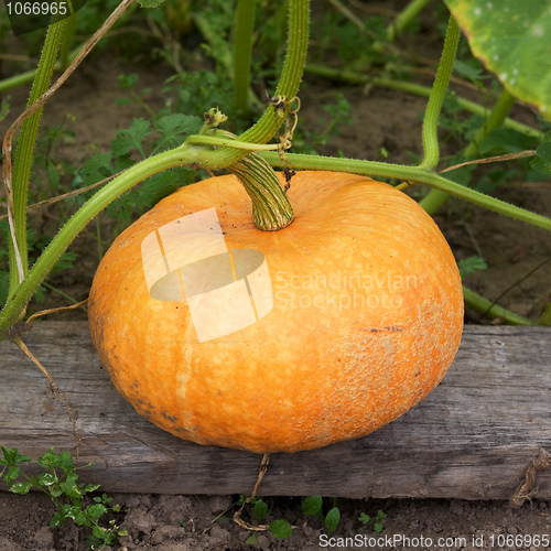 Image of Greater yellow pumpkin