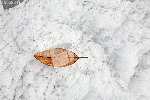 Image of Spring with leaf