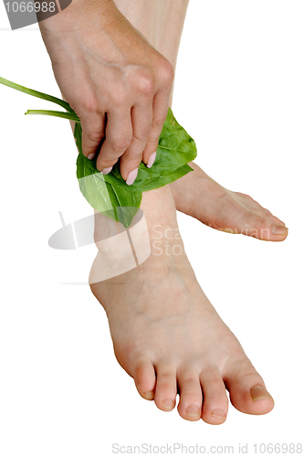 Image of Treatment by a leaf